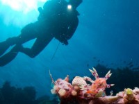 How to Properly Weight Yourself for Scuba
