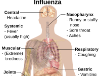 Cold & Flu Season Is In Full Force: What Does That Mean For You, As A Diver?