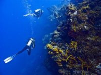 Top 6 Reason To Dive Cozumel