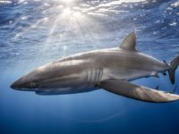 5 Ways To Help Save Sharks