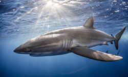 5 Ways To Help Save Sharks